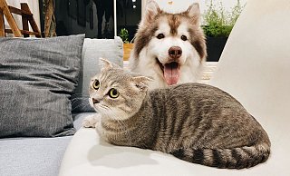 Hunde- und Katzenliebhaber kommen bei der Haustiermesse Pets in Paderborn auf ihre Kosten - erstmals Open Air. - Unsplash Hunde- und Katzenliebhaber kommen bei der Haustiermesse Pets in Paderborn auf ihre Kosten - erstmals Open Air. - Unsplash