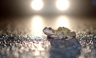 Die ersten Kröten wurden in Herford bereits überfahren. Für sie kommen die Krötenzäune zu spät. - picture alliance / dpa Themendienst Die ersten Kröten wurden in Herford bereits überfahren. Für sie kommen die Krötenzäune zu spät. - picture alliance / dpa Themendienst