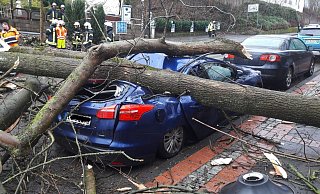 Drei umgekippte Ahornbäume haben auf der Brunnestraße in Bad Driburg am Montagmorgen fünf Autos schwer beschädigt. - Burkhard Battran Drei umgekippte Ahornbäume haben auf der Brunnestraße in Bad Driburg am Montagmorgen fünf Autos schwer beschädigt. - Burkhard Battran