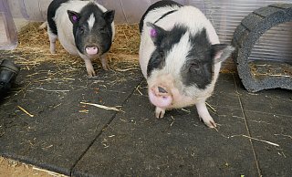 Die drei Mini-Schweine Warny, Randy und Elfi leben mit ihren Hybrid-Nachkommen im Lübbecker Tierheim. Im Schweinestall tummeln sich inzwischen 12 Ferkel. - Sonja Vollmer Die drei Mini-Schweine Warny, Randy und Elfi leben mit ihren Hybrid-Nachkommen im Lübbecker Tierheim. Im Schweinestall tummeln sich inzwischen 12 Ferkel. - Sonja Vollmer