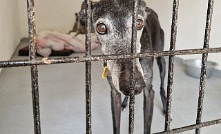 Tausende spanische Windhunde warten in Heimen auf ein liebevolles Zuhause. - Candy Wittenberg Tausende spanische Windhunde warten in Heimen auf ein liebevolles Zuhause. - Candy Wittenberg
