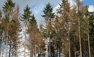 Waldsterben: Großflächig ist die Fichte am Sterben. - Kurt Ehmke Waldsterben: Großflächig ist die Fichte am Sterben. - Kurt Ehmke