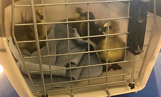 Gänse-Küken in einer Transportbox auf dem Streifenwagen der Autobahnpolizei Bielefeld. - Autobahnpolizei Bielefeld Gänse-Küken in einer Transportbox auf dem Streifenwagen der Autobahnpolizei Bielefeld. - Autobahnpolizei Bielefeld