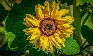 Von der Nischenpartei zum Wähler-Liebling: Ihrem Logo mit der Sonnenblume sind die Grünen treu geblieben. Von der Nischenpartei zum Wähler-Liebling: Ihrem Logo mit der Sonnenblume sind die Grünen treu geblieben.