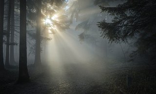 Spaziergänger machten im Wald an der Lämershagener Straße einen grausigen Fund: Ein Hund hing an seiner Leine in einem Baum - elendig erstickt. - Symbolfoto: Pixabay Creative Commons Spaziergänger machten im Wald an der Lämershagener Straße einen grausigen Fund: Ein Hund hing an seiner Leine in einem Baum - elendig erstickt. - Symbolfoto: Pixabay Creative Commons