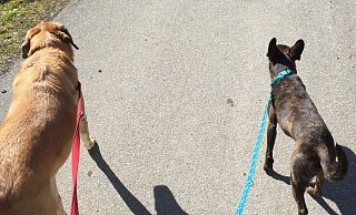Hunde müssen während der Brutzeit angeleint sein. - Kreis Herford Hunde müssen während der Brutzeit angeleint sein. - Kreis Herford
