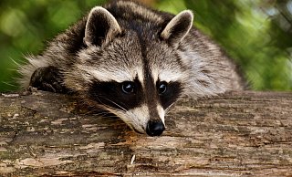 Waschbären sehen zwar putzig aus, sind aber für heimische Tierarten und Hausbesitzer ein Problem - auch in Bünde. - Symbolfoto: Pixabay Waschbären sehen zwar putzig aus, sind aber für heimische Tierarten und Hausbesitzer ein Problem - auch in Bünde. - Symbolfoto: Pixabay