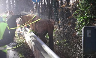 Ein Pferd befand sich bei Löhne hinter einer Leitplanke und musste aufwendig gerettet werden. - Claus Frickemeier Ein Pferd befand sich bei Löhne hinter einer Leitplanke und musste aufwendig gerettet werden. - Claus Frickemeier