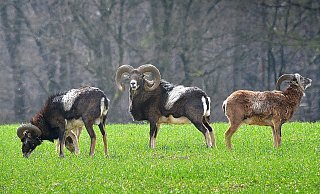 Nun wird um die zwölf Tiere weiter gestritten - vor dem Bundesverwaltungsgericht. - Andreas Frücht Nun wird um die zwölf Tiere weiter gestritten - vor dem Bundesverwaltungsgericht. - Andreas Frücht