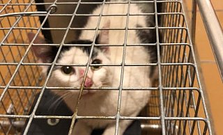Die sehr scheuen Katzen werden nach ein paar Wochen im neuen Zuhause zutraulich. - Tierheim Gütersloh Die sehr scheuen Katzen werden nach ein paar Wochen im neuen Zuhause zutraulich. - Tierheim Gütersloh