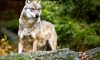 Wölfe sind mittlerweile wieder in weiten Teilen Deutschlands heimisch – auch in OWL. - dpa Wölfe sind mittlerweile wieder in weiten Teilen Deutschlands heimisch – auch in OWL. - dpa