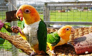 Diese Rostkappenpapageien sind zwei von rund 130 Großpapageien, die auf dem Papageienhof leben. - Papageienhof Dreiländereck Diese Rostkappenpapageien sind zwei von rund 130 Großpapageien, die auf dem Papageienhof leben. - Papageienhof Dreiländereck