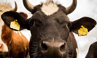 Fünf Tiere wurden in einer angrenzenden Siedlung in Halle im Kreis Gütersloh gefunden - und quasi umstellt. Mit Polizeiwagen und freiwilligen Helfern. Die anderen fünf erkundeten den Wald Richtung Kalkwerk. - Symbolfoto/Pixabay Fünf Tiere wurden in einer angrenzenden Siedlung in Halle im Kreis Gütersloh gefunden - und quasi umstellt. Mit Polizeiwagen und freiwilligen Helfern. Die anderen fünf erkundeten den Wald Richtung Kalkwerk. - Symbolfoto/Pixabay