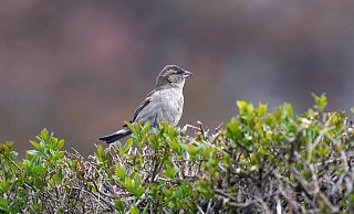 Vögel bauen gern Nester in Hecken. - Symbolfoto: Pixabay Vögel bauen gern Nester in Hecken. - Symbolfoto: Pixabay