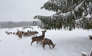 Auf der Suche nach Futter im Wildpark Willebadessen: Die Massen an Schnee fordern auch den Tieren einiges ab. Nur wenige Spaziergänger statteten dem Park einen Besuch ab. - Stefan Köneke Auf der Suche nach Futter im Wildpark Willebadessen: Die Massen an Schnee fordern auch den Tieren einiges ab. Nur wenige Spaziergänger statteten dem Park einen Besuch ab. - Stefan Köneke