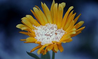 Kommt der Winter zu Beginn der Sommerzeit noch einmal zu einer Stippvisite zurück? - Pixabay Kommt der Winter zu Beginn der Sommerzeit noch einmal zu einer Stippvisite zurück? - Pixabay