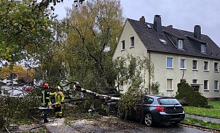 In Bad Oeynhausen kippte eine große Birke in der Albert-Rusch-Straße um und beschädigte zwei geparkte Autos. - Polizei Minden-Lübbecke In Bad Oeynhausen kippte eine große Birke in der Albert-Rusch-Straße um und beschädigte zwei geparkte Autos. - Polizei Minden-Lübbecke