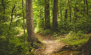 Im Beverunger Stadtwald sollen Flächen für Bannwälder ausgewiesen werden, auf denen sich der Wald in seinen Urzustand zurückverwandeln kann. - Symbolbild Pixabay Im Beverunger Stadtwald sollen Flächen für Bannwälder ausgewiesen werden, auf denen sich der Wald in seinen Urzustand zurückverwandeln kann. - Symbolbild Pixabay
