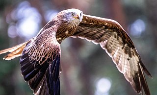 Wer etwas Glück hat, kann einen Rotmilan beobachten. - Pixabay Wer etwas Glück hat, kann einen Rotmilan beobachten. - Pixabay