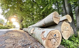 Im April fielen in den kleinen Stadtwäldchen in Theesen, Dornberg und Heepen etliche bis zu 200 Jahre alte Buchen und Eichen für die Holzernte. - Stefan Becker Im April fielen in den kleinen Stadtwäldchen in Theesen, Dornberg und Heepen etliche bis zu 200 Jahre alte Buchen und Eichen für die Holzernte. - Stefan Becker