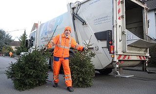 Abgeholt werden natürliche haushaltsübliche Bäume. - ASP Abgeholt werden natürliche haushaltsübliche Bäume. - ASP