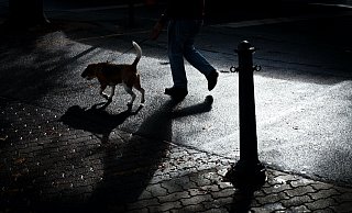 Der Geschmack der Köder scheint besonders Hunden zu gefallen - und es gibt laut den Tierschützern gegen das Gift kein Gegenmittel. - Symbolbild: Unsplash Der Geschmack der Köder scheint besonders Hunden zu gefallen - und es gibt laut den Tierschützern gegen das Gift kein Gegenmittel. - Symbolbild: Unsplash