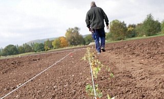 Aus diesen kleinen Pflänzchen soll eine hohe und dichte grüne Wand werden. - Landesgartenschau Aus diesen kleinen Pflänzchen soll eine hohe und dichte grüne Wand werden. - Landesgartenschau