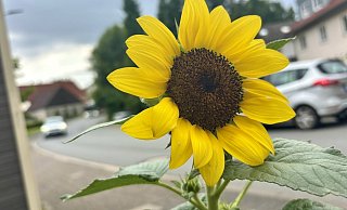 Sonnenblumen wie diese senden in Dörenhagen ein farbenfrohes Zeichen des Danks an den für seine Menschlichkeit geschätzten Heinz Rebbe. Am Donnerstag, 17. Juli, wird er beigesetzt. - Jens Reddeker Sonnenblumen wie diese senden in Dörenhagen ein farbenfrohes Zeichen des Danks an den für seine Menschlichkeit geschätzten Heinz Rebbe. Am Donnerstag, 17. Juli, wird er beigesetzt. - Jens Reddeker
