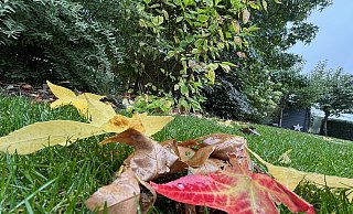 Immer mehr Blätter kommen von den Bäumen: der Herbst ist da. Die perfekte Zeit, um den Garten winterfest zu machen. - Jens Reddeker Immer mehr Blätter kommen von den Bäumen: der Herbst ist da. Die perfekte Zeit, um den Garten winterfest zu machen. - Jens Reddeker