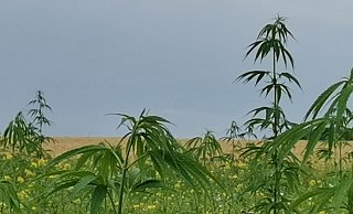 So sahen die Hanfpflanzen aus, kurz bevor sie das Ehepaar Hille per Hand aus der Blumenwiese entfernte. Wie die Betroffenen erst später erfuhren, hätten die Pflanzen stehen bleiben können. - Foto: privat So sahen die Hanfpflanzen aus, kurz bevor sie das Ehepaar Hille per Hand aus der Blumenwiese entfernte. Wie die Betroffenen erst später erfuhren, hätten die Pflanzen stehen bleiben können. - Foto: privat