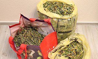 Die Cannabis-Blüten und -Blätter wurden sichergestellt. - Polizei Höxter Die Cannabis-Blüten und -Blätter wurden sichergestellt. - Polizei Höxter