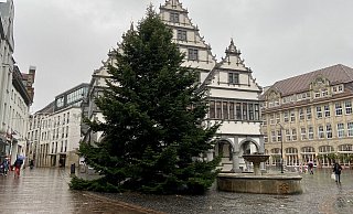 Die circa 15 Meter hohe Nordmanntanne steht jetzt vor dem Rathaus. - Stadt Paderborn/Joanna Becker Die circa 15 Meter hohe Nordmanntanne steht jetzt vor dem Rathaus. - Stadt Paderborn/Joanna Becker