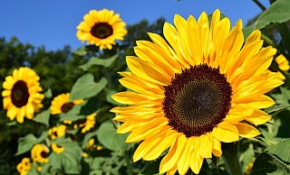 Der Deutsche Wetterdienst kündigt frühsommerliche Temperaturen an. - Pixabay Der Deutsche Wetterdienst kündigt frühsommerliche Temperaturen an. - Pixabay