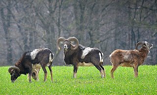 Mufflons an der Dornberger Straße. Waldbesitzer wollen die Tiere abschießen lassen. - Andreas Frücht Mufflons an der Dornberger Straße. Waldbesitzer wollen die Tiere abschießen lassen. - Andreas Frücht