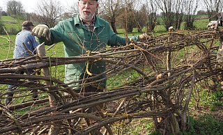 Stadtheimatpfleger Ulrich Pieper zeigt das Original: Die Nieheimer Flechthecke ist dreilagig. Der Pflegetrupp ist in die Jahre gekommen und gibt nun seine Arbeit auf. - Josef Köhne/Archiv Stadtheimatpfleger Ulrich Pieper zeigt das Original: Die Nieheimer Flechthecke ist dreilagig. Der Pflegetrupp ist in die Jahre gekommen und gibt nun seine Arbeit auf. - Josef Köhne/Archiv