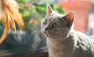 Viele der Katzen waren krank, manche mussten sogar eingeschläfert werden. - Symbolbild: Pixabay Viele der Katzen waren krank, manche mussten sogar eingeschläfert werden. - Symbolbild: Pixabay