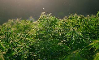 Aufmerksame Zeugen machten die Ermittler auf die Cannabis-Plantagen aufmerksam. - Pixabay (Symbolbild) Aufmerksame Zeugen machten die Ermittler auf die Cannabis-Plantagen aufmerksam. - Pixabay (Symbolbild)