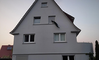 Ungewohnter Anblick an der Wertherstraße. - Jemima Wittig Ungewohnter Anblick an der Wertherstraße. - Jemima Wittig