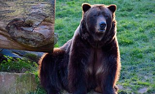 Ein Prachtkerl: Der mächtige Braunbär Max in Olderdissen verbringt jetzt wieder gute Tage im hohen Alter - dank eines Arthrosemittels. - Kurt Ehmke Ein Prachtkerl: Der mächtige Braunbär Max in Olderdissen verbringt jetzt wieder gute Tage im hohen Alter - dank eines Arthrosemittels. - Kurt Ehmke
