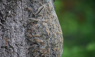 Von weitem sieht das Nest der Raupen aus wie eine Beule am Stamm des Baumes. Von Nahem bzw. durch das Kamera-Objektiv sieht man, dass die ersten Raupen das Nest verlassen. - Anne Neul Von weitem sieht das Nest der Raupen aus wie eine Beule am Stamm des Baumes. Von Nahem bzw. durch das Kamera-Objektiv sieht man, dass die ersten Raupen das Nest verlassen. - Anne Neul