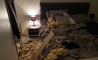 Die Waschbären sind samt Decke ins Bett gestürzt. - privat Die Waschbären sind samt Decke ins Bett gestürzt. - privat