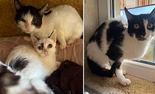 Die geretteten Katzen werden in drei Tierheimen aufgepäppelt. - Tierschutzverein Herford Die geretteten Katzen werden in drei Tierheimen aufgepäppelt. - Tierschutzverein Herford