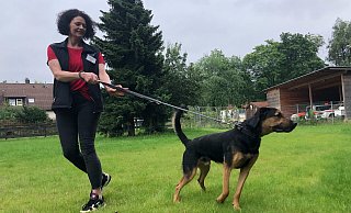 Schäferhund-Malinois-Mix Chips, anderthalb Jahre jung und ungestüm, braucht sportliche Menschen, die ihn halten können. Viel interessanter als Tierheimleiterin Anja Langer am anderen Ende der Leine findet er all die aufregenden Gerüche, die ihn von allen Seiten locken. - Silke Kröger Schäferhund-Malinois-Mix Chips, anderthalb Jahre jung und ungestüm, braucht sportliche Menschen, die ihn halten können. Viel interessanter als Tierheimleiterin Anja Langer am anderen Ende der Leine findet er all die aufregenden Gerüche, die ihn von allen Seiten locken. - Silke Kröger