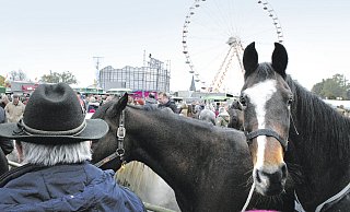 Treffen der Zwei- und Vierbeiner: Auch Groß- und Kleinpferde verschiedener Rassen und Farben werden am Dienstag beim Brockumer Viehmarkt angeboten. - Gerd Scheland Treffen der Zwei- und Vierbeiner: Auch Groß- und Kleinpferde verschiedener Rassen und Farben werden am Dienstag beim Brockumer Viehmarkt angeboten. - Gerd Scheland