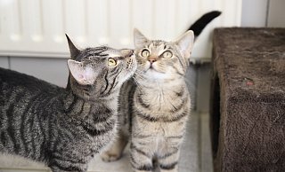 Im Tierheim Holzminden leben momentan vier Hunde und etwa 70 Katzen. - Jan-Henrik Gerdener Im Tierheim Holzminden leben momentan vier Hunde und etwa 70 Katzen. - Jan-Henrik Gerdener