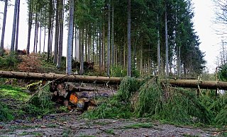 Das Regionalforstamt Hochstift warnt dringend vor dem Betreten von Wäldern - auch einige Wege sind durch umgestürzte Bäume versperrt - Jan Preller Das Regionalforstamt Hochstift warnt dringend vor dem Betreten von Wäldern - auch einige Wege sind durch umgestürzte Bäume versperrt - Jan Preller