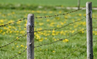Dass die Verletzungen vom Weidezaun verursacht wurden, schließt die Polizei aus (Symbolbild). - Pixabay Dass die Verletzungen vom Weidezaun verursacht wurden, schließt die Polizei aus (Symbolbild). - Pixabay