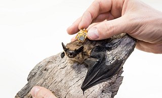 Mithilfe kleiner Sender lässt sich das Sozialverhalten von Fledermäusen detailliert dokumentieren und analysieren. - Museum für Naturkunde Berlin Mithilfe kleiner Sender lässt sich das Sozialverhalten von Fledermäusen detailliert dokumentieren und analysieren. - Museum für Naturkunde Berlin