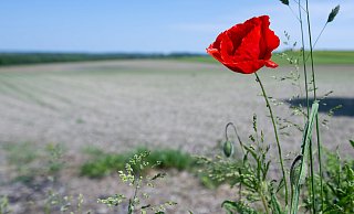 Die Nacht bleibt bei Temperaturen zwischen 9 und 6 Grad trocken. - Sven Hoppe Die Nacht bleibt bei Temperaturen zwischen 9 und 6 Grad trocken. - Sven Hoppe