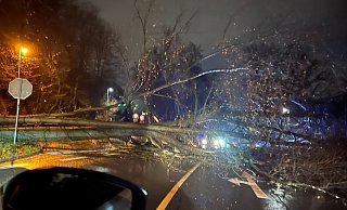 Im vergangenen Dezember stürmte es öfter unb Bäume stürzten um, wie hier auf der Straße Johannistal. - Julia Borgstedt Im vergangenen Dezember stürmte es öfter unb Bäume stürzten um, wie hier auf der Straße Johannistal. - Julia Borgstedt